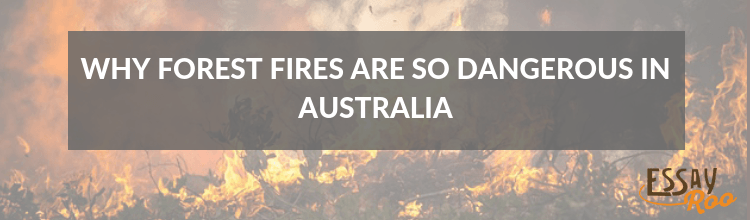 Why forest fires are so dangerous in Australia essay